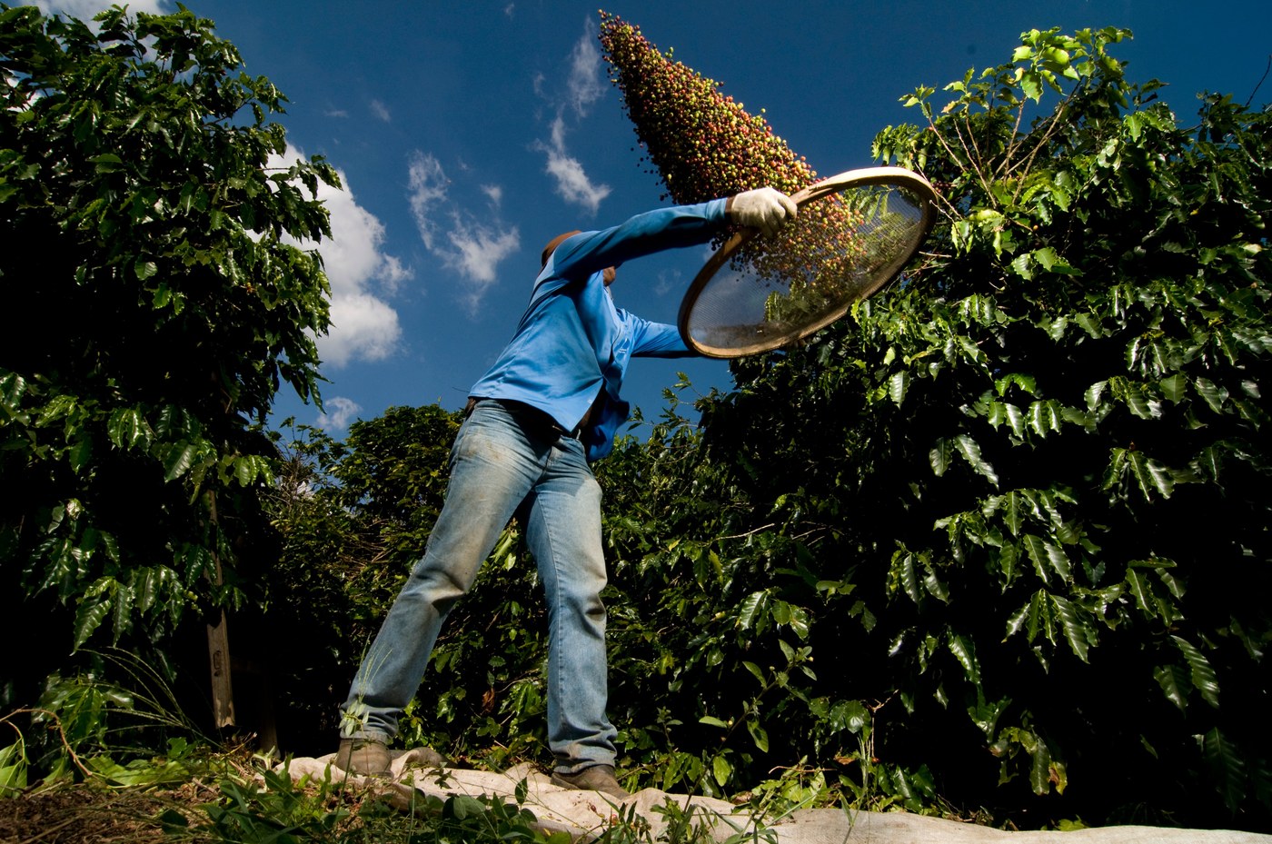 Սակավության դարաշրջան. կլիմայի փոփոխությունը սպառնում է սննդի ապագային