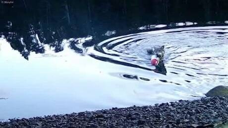 Գայլերը շահագործում են ձկնորսների ցանցերը. Եզակի պահվածքն առաջին անգամ է արձանագրվել (տեսանյութ)