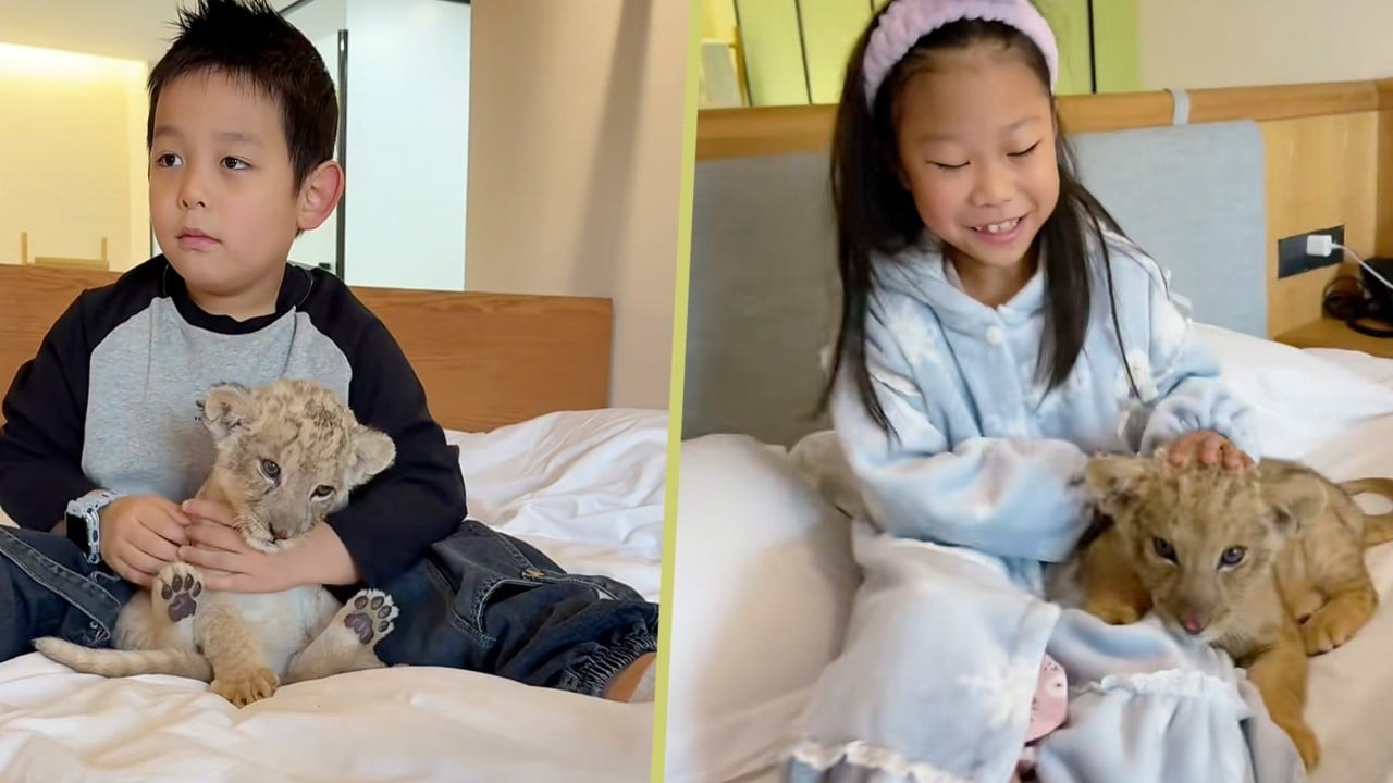 Չինական հյուրանոցն առաջարկում է առյուծի ձագին արթնանալու զանգ հյուրերին, ովքեր ծախսում են 88 ԱՄՆ դոլար մեկ գիշերվա համար