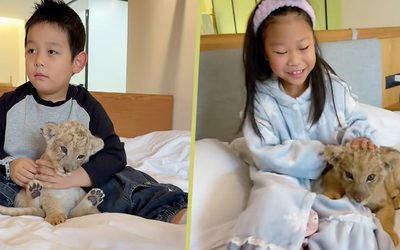 Չինական հյուրանոցն առաջարկում է առյուծի ձագին արթնանալու զանգ հյուրերին, ովքեր ծախսում են 88 ԱՄՆ դոլար մեկ գիշերվա համար