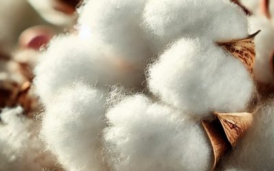 Թուրքմենստանի թեթև արդյունաբերությունը կայուն դիրքեր է պահպանում ապրանքաշրջանառության մեջ