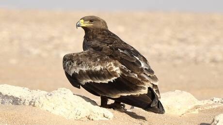 Արաբական երկրում հազվագյուտ, անհետացող թռչուն է նկատել