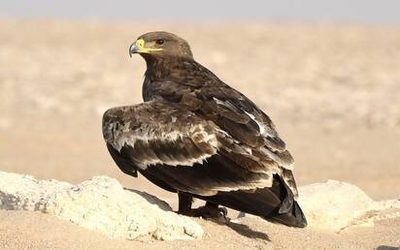 Արաբական երկրում հազվագյուտ, անհետացող թռչուն է նկատել