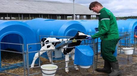 Ռուսական նոր հաջողություն կլոնավորման գործում. ծնվում են նորմալ քաշով երկու հորթ