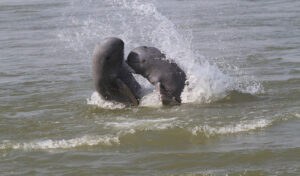 Գյուղատնտեսության, անտառային տնտեսության և ձկնաբուծության նախարարություն. Անցյալ տարում Մեկոնգ դելֆինների մահվան դեպքեր չեն գրանցվել.