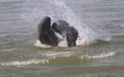 Գյուղատնտեսության, անտառային տնտեսության և ձկնաբուծության նախարարություն. Անցյալ տարում Մեկոնգ դելֆինների մահվան դեպքեր չեն գրանցվել.